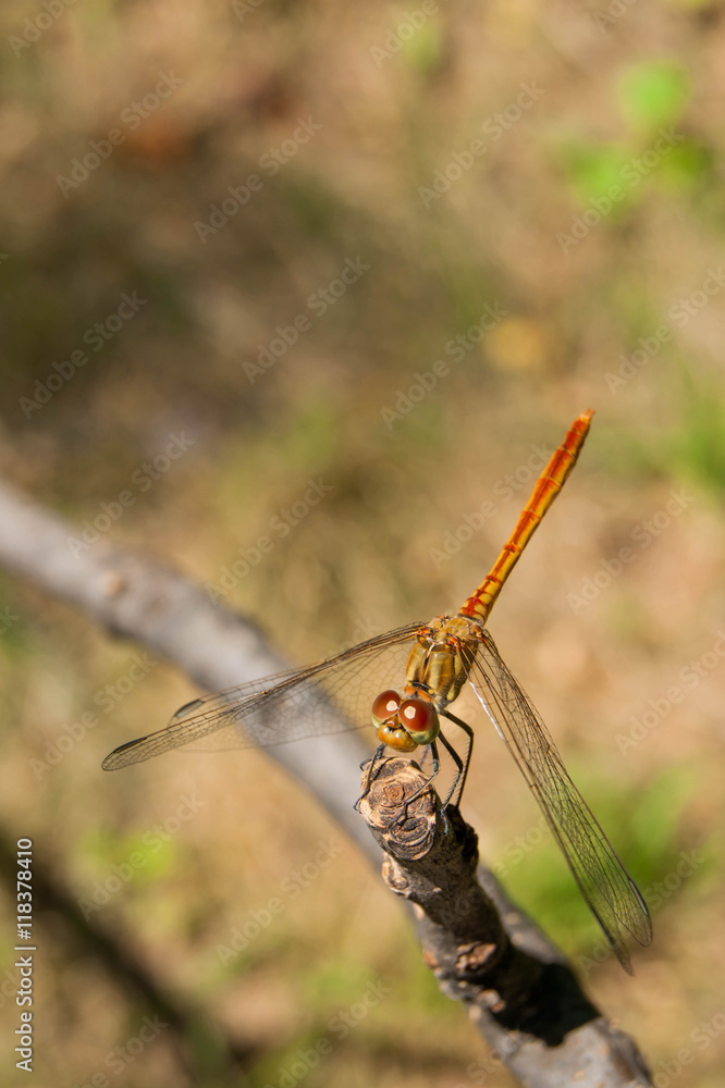 A dragonfly perched on the top branch A dragonfly perched on the top branch
