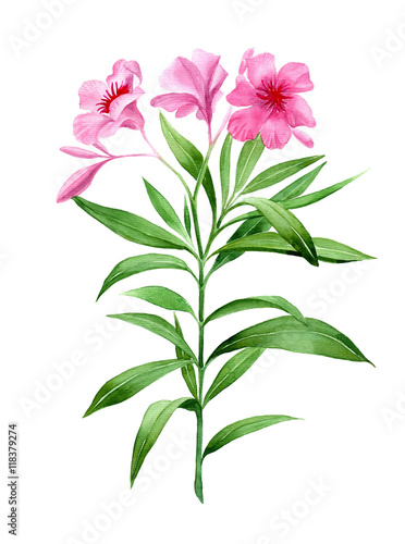 Watercolor oleander. Botanical painting, pink flower, flowers isolated on white. Design element for wedding, cards, invitation, valentine's day photo