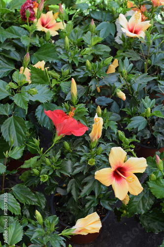 colorful hibiscus flowers
