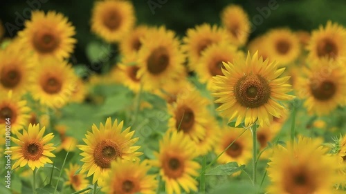 ひまわり畑（向日葵畑）／フィックス