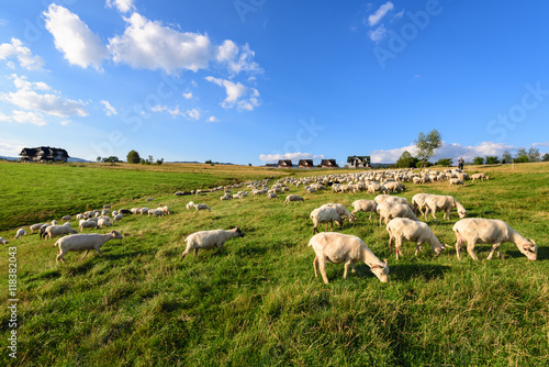 Sheep grazing in a field in Pieniny, Poland.