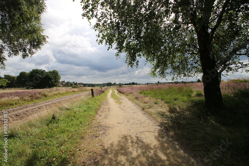 Wanderweg durch die L  neburger Heide