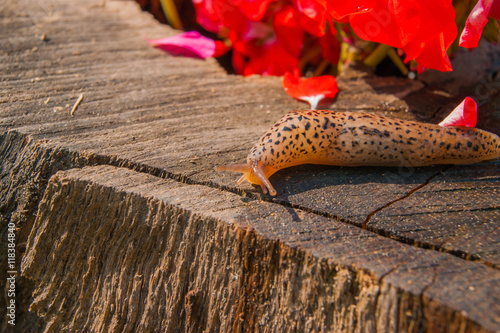 Photos snail on the stump in the garden on a sunny day with beautiful flower