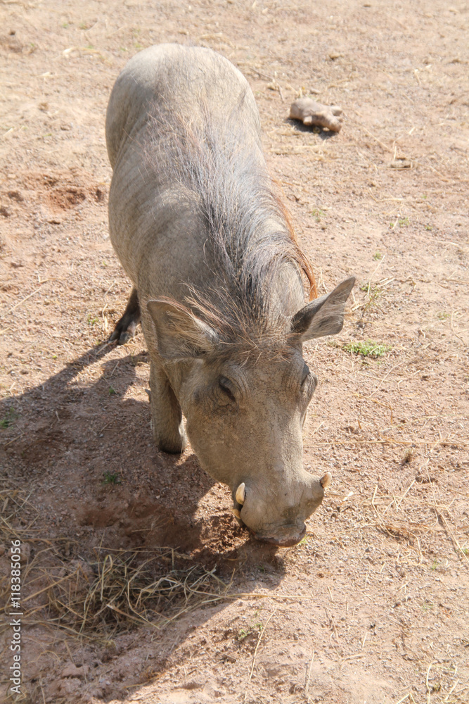 Fototapeta premium phacochère 16082016 