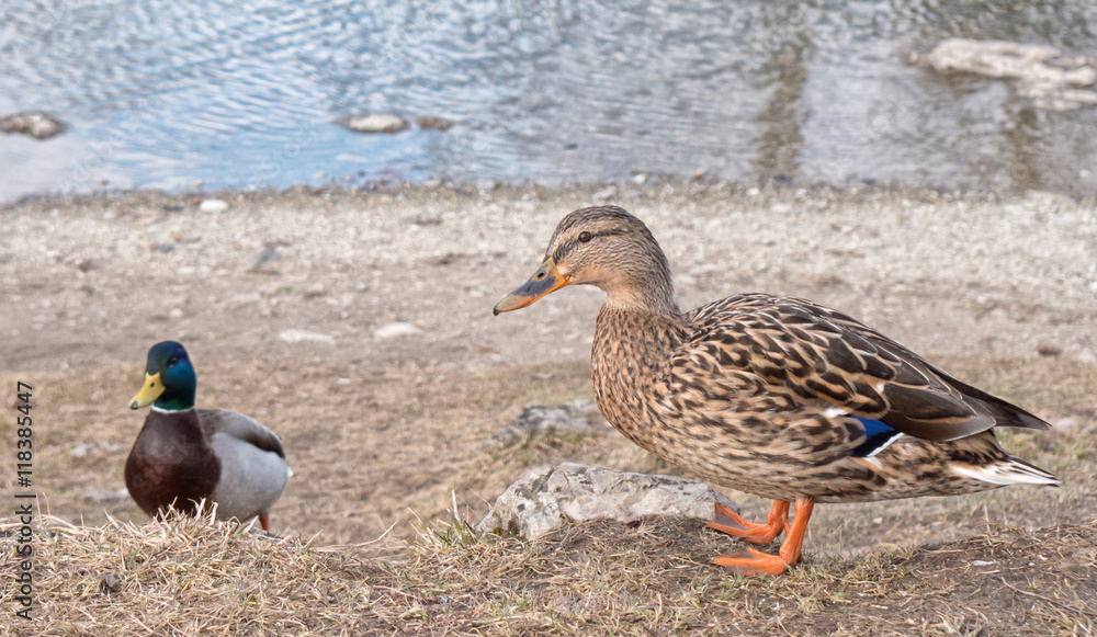 Wild ducks near lake Wild ducks near lake