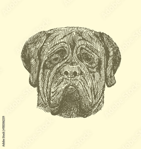 Sketch mastiff in vintage style.