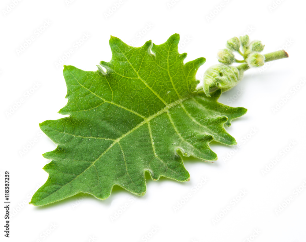 green leaves of eggplant isolated on white background green leaves of eggplant isolated on white background