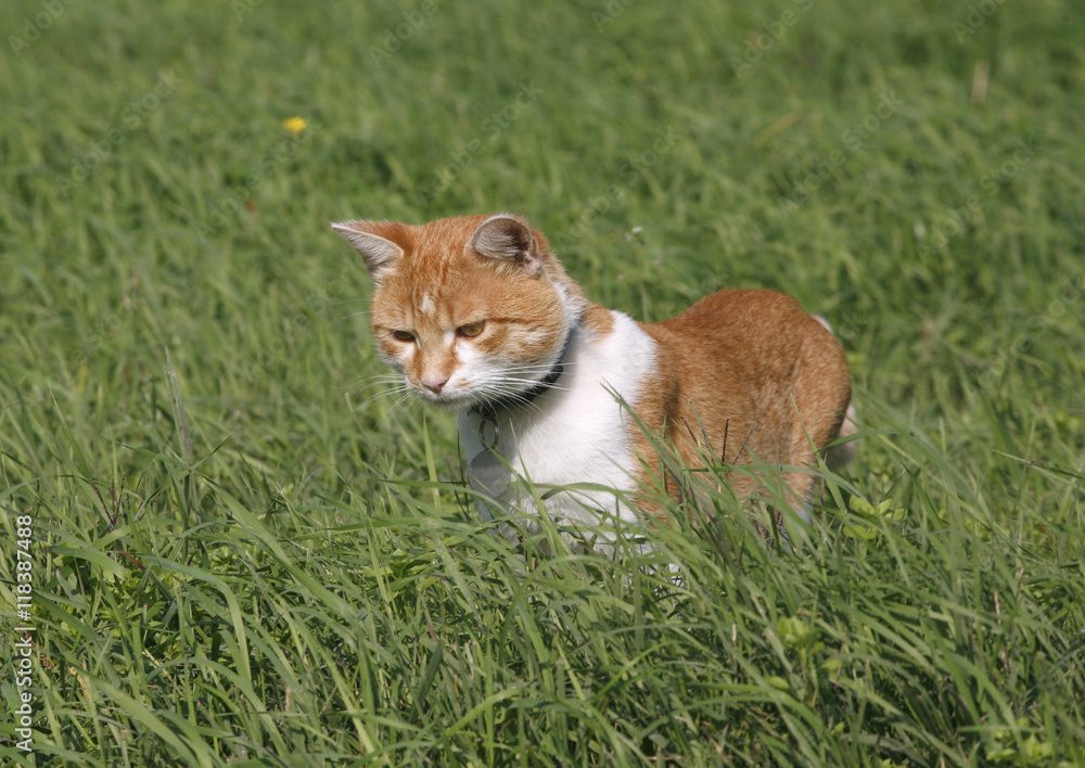 Domestic Cat is hunting mice in the field