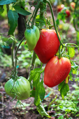 Naklejka ox heart tomatoes