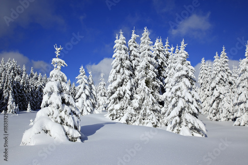 Winter Landscape, Spruce Tree Forest Covered by Snow, bright sunshine, blue sky, Harz National Park, Germany