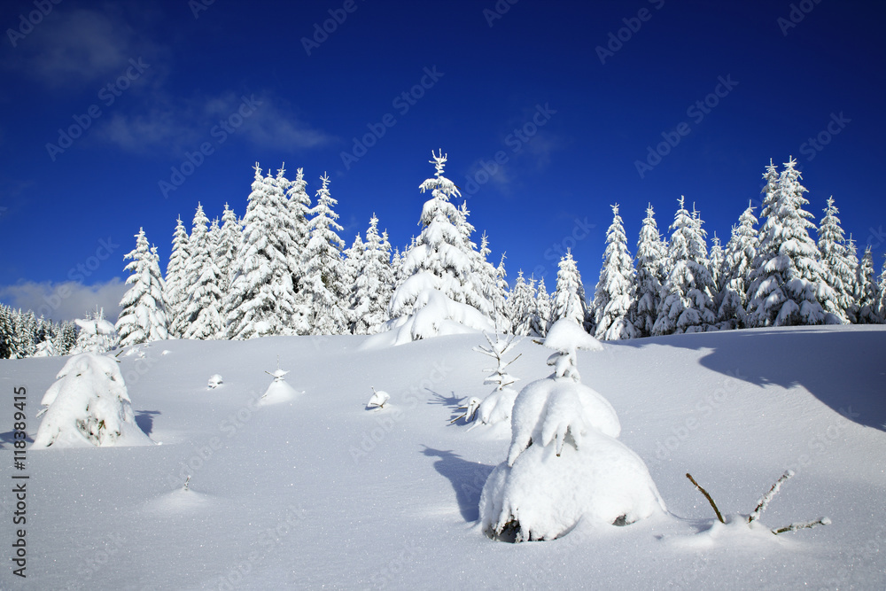 Winter Landscape, Spruce Tree Forest Covered by Snow, bright sunshine, blue sky, Harz National Park, Germany
