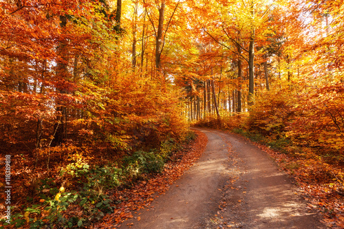 Auf den Spuren des Herbstes durch den Wald © ohenze