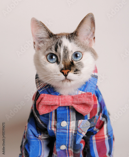 Blue-eyed cat wearing shirt and bow tie