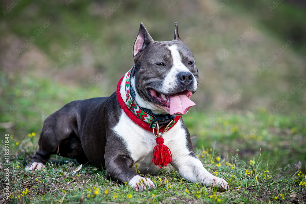 Portrait of nice american staffordshire terrier