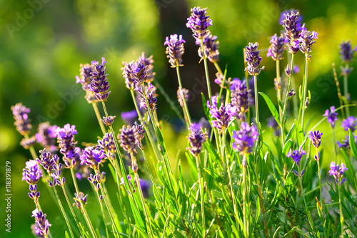 Lavender flower in the garden. Lavandula.