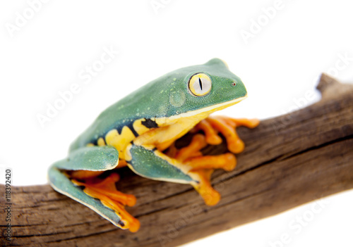 The splendid leaf frog on white photo