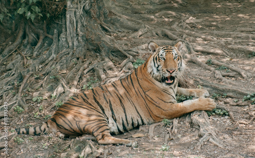 Tiger   View of tiger relax under the tree.