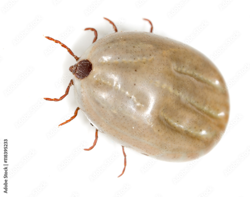 beetle mite on a white background beetle mite on a white background