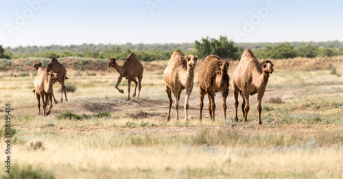 Caravan of camels in the desert