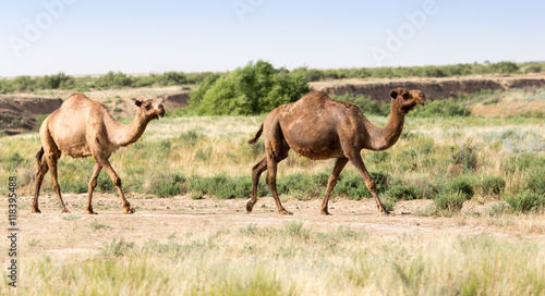 Caravan of camels in the desert © schankz