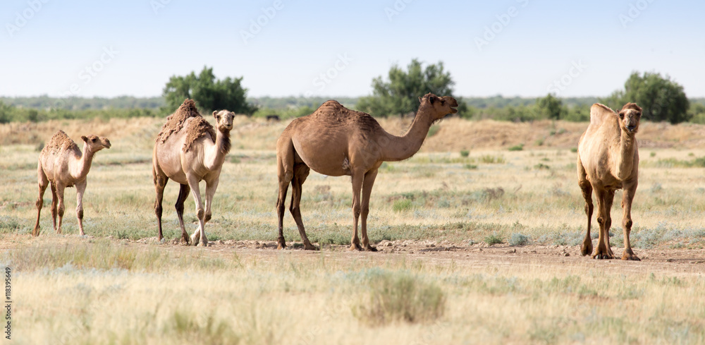 Caravan of camels in the desert Caravan of camels in the desert