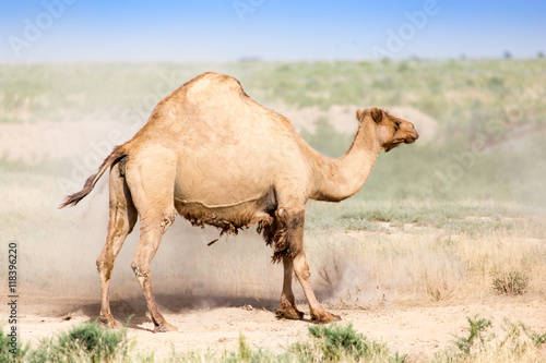 Portrait of a camel in nature