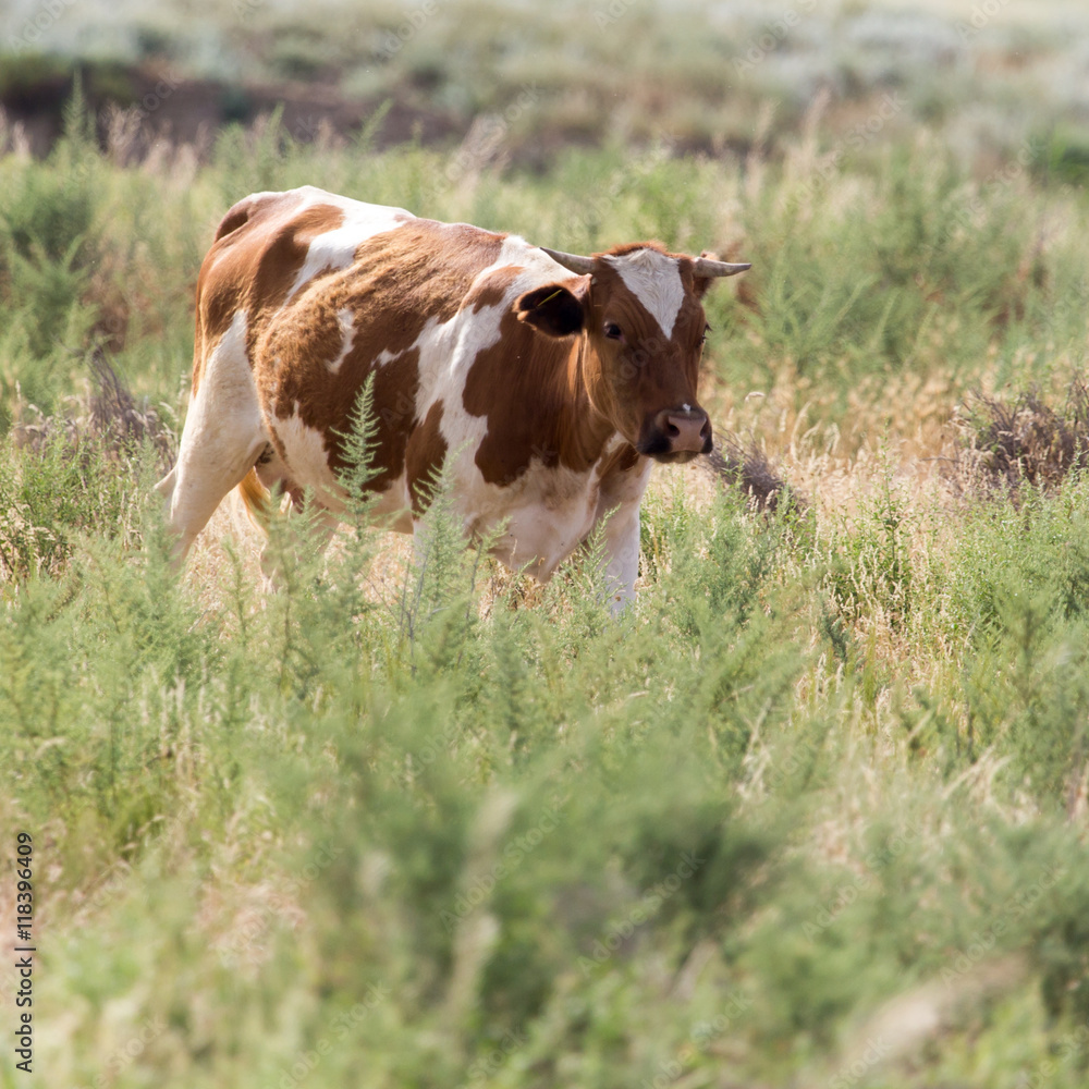 cow grazing in a pasture