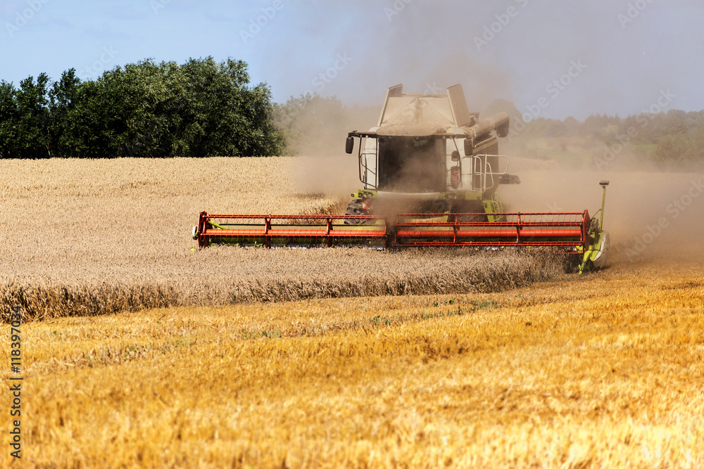 Obraz premium combine harvester working on the golden field in a rural landscape
