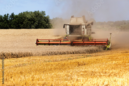 combine harvester working on the golden field in a rural landscape