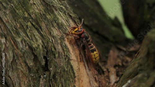 Hornet