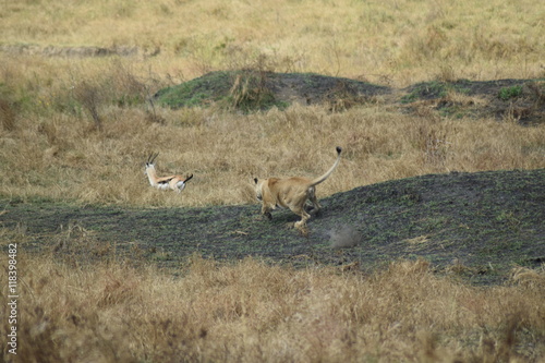 Fototapeta Naklejka Na Ścianę i Meble -  Lionne chassant une gazelle Serengeti