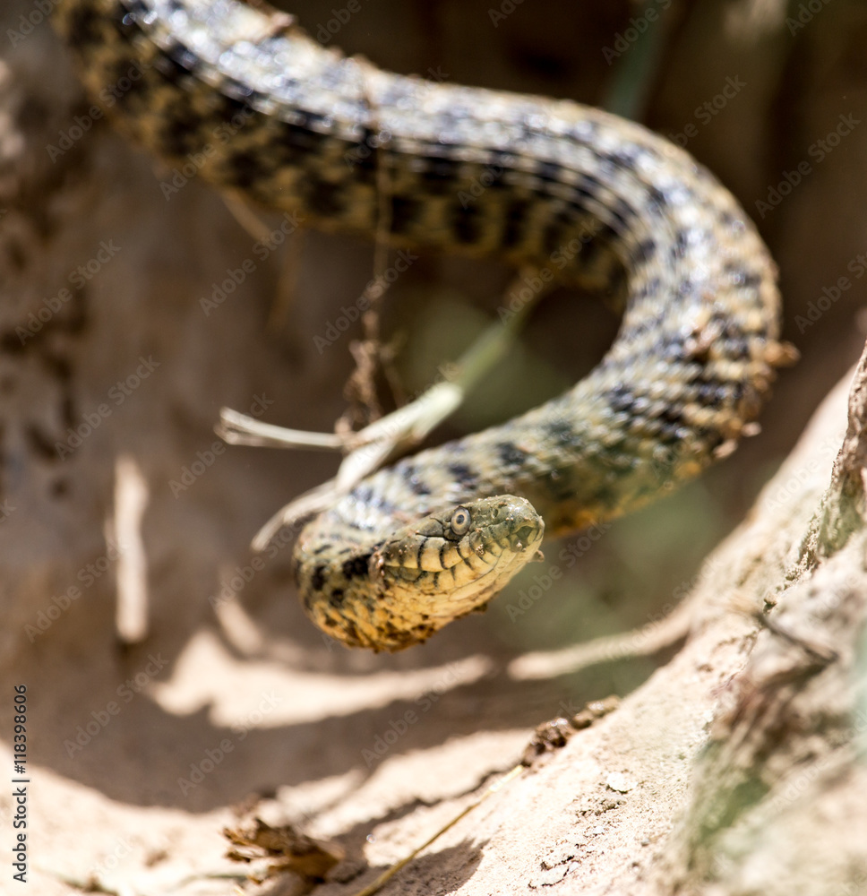 snake in the nature snake in the nature