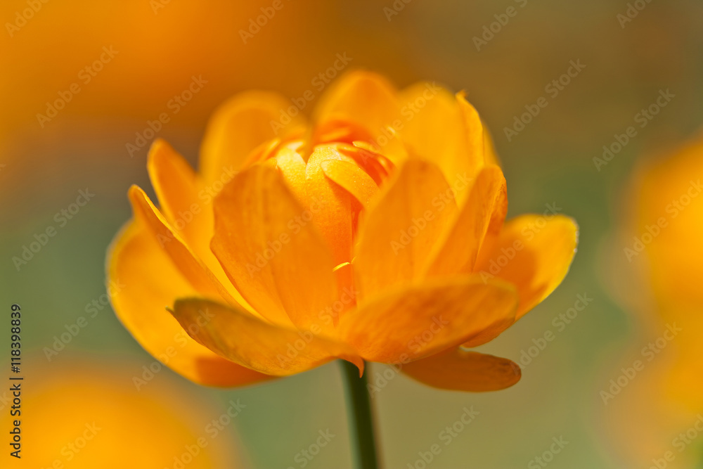 Trollius asiaticus, macro, shallow depth of field Trollius asiaticus, macro, shallow depth of field
