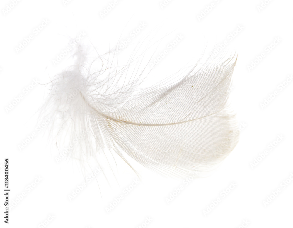 feather on a white background