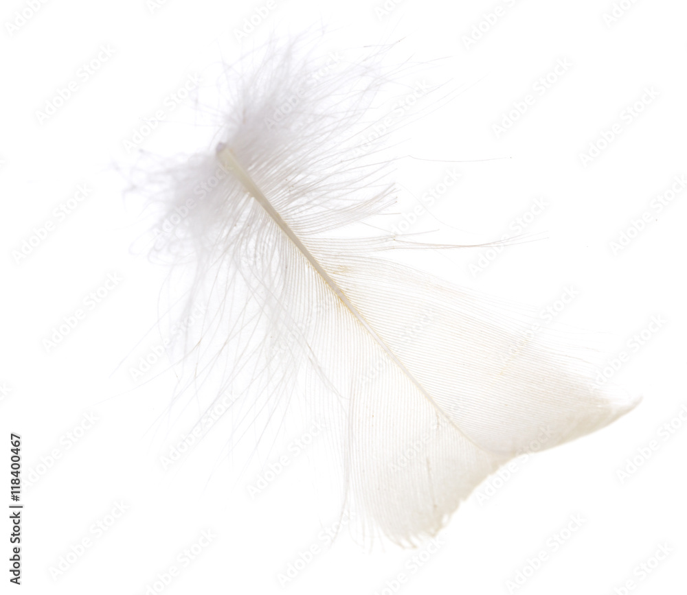 feather on a white background