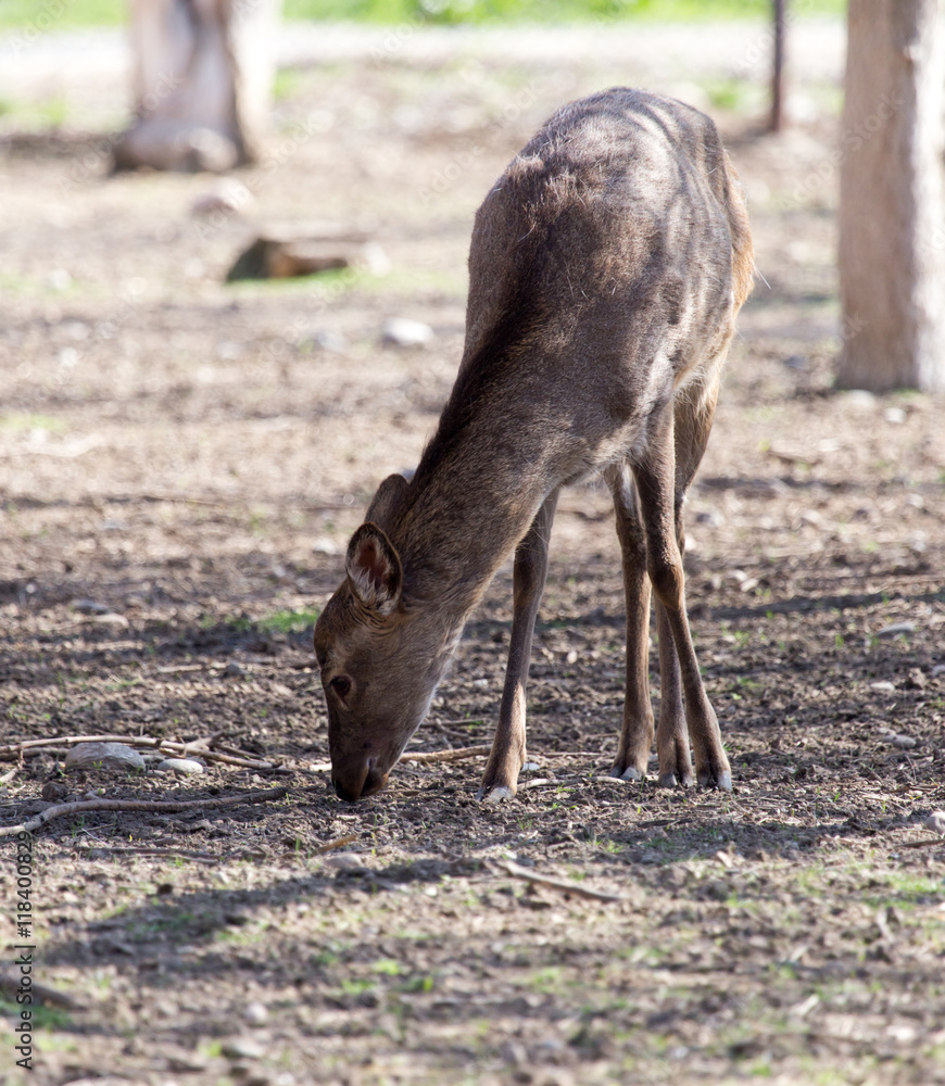 young female deer in a park on the nature young female deer in a park on the nature