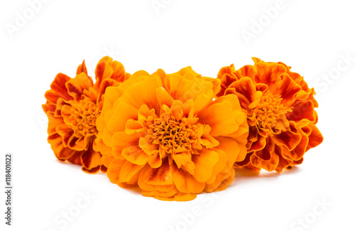 marigold flower photo