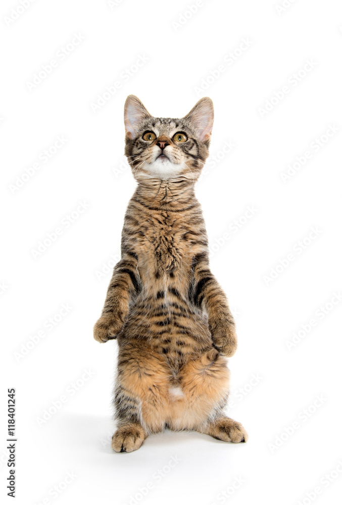 Obraz premium Cute tabby kitten on hind legs