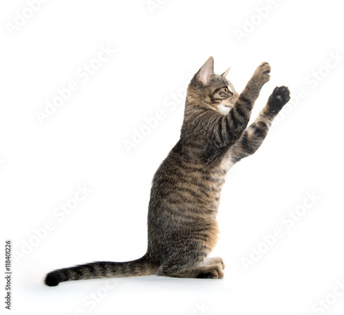 Cute tabby kitten on hind legs