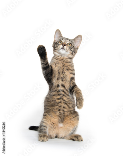Bild auf Leinwand Cute tabby kitten on hind legs