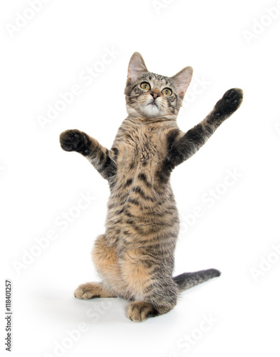 Cute tabby kitten on hind legs