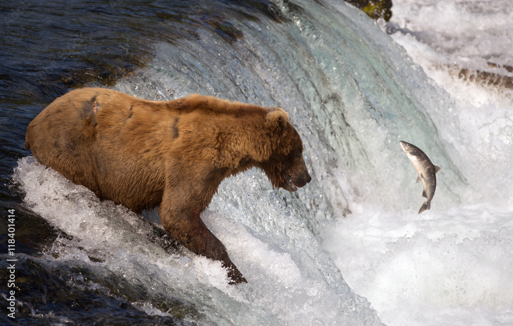Fototapeta premium Alaskan brown bear catching salmon