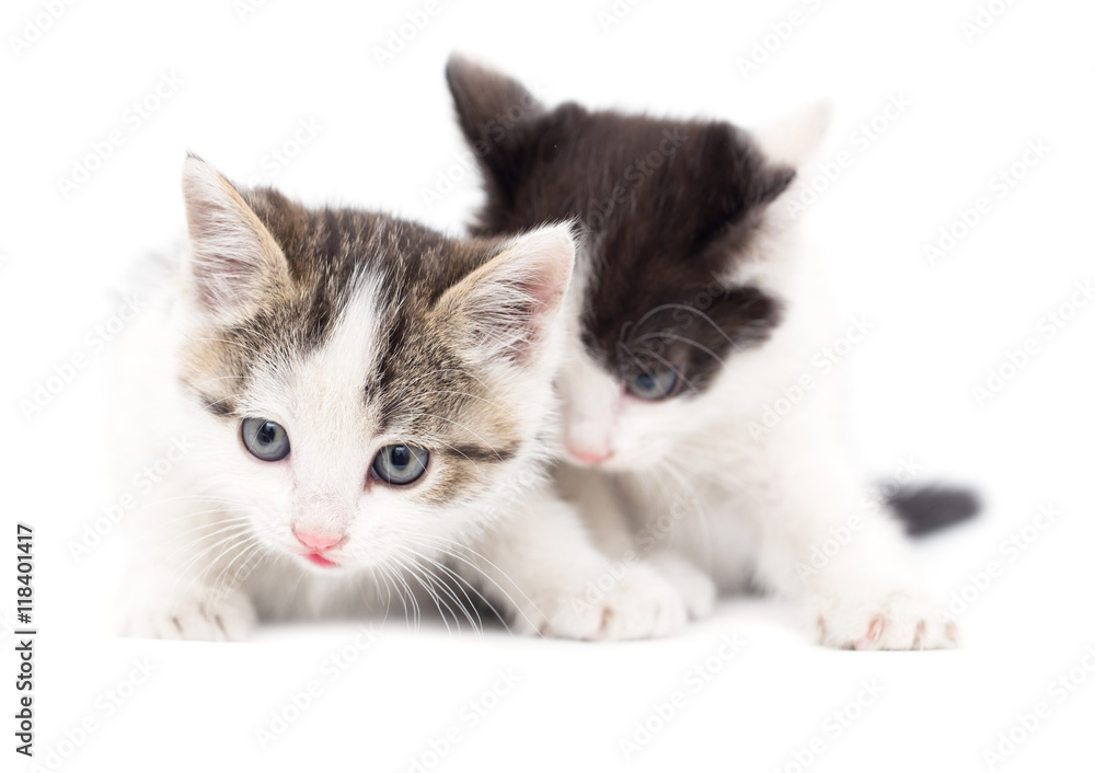 Two small kitten on a white background