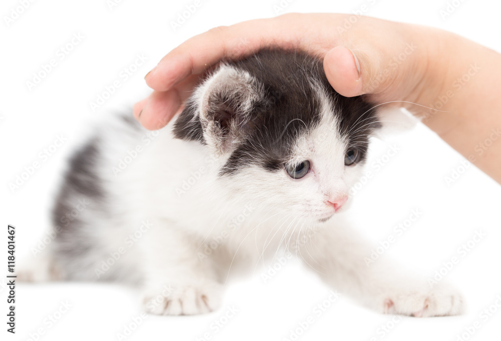 weasel kitten hand on a white background weasel kitten hand on a white background