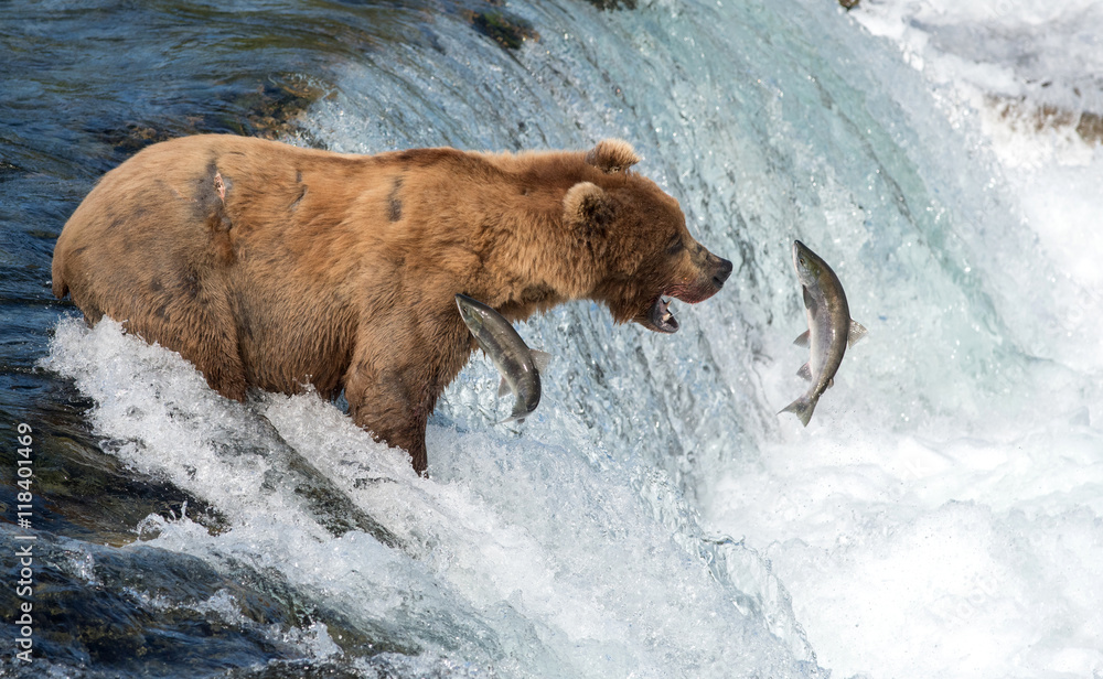 Alaskan brown bear attempting to catch salmon Alaskan brown bear attempting to catch salmon
