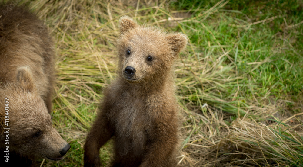 Fototapeta premium Cute Alaskan brown bear cub