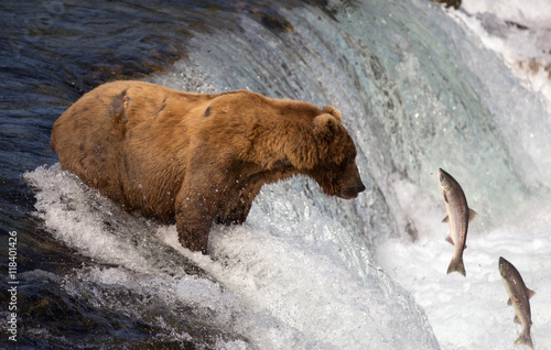 Alaskan brown bear catching salmon