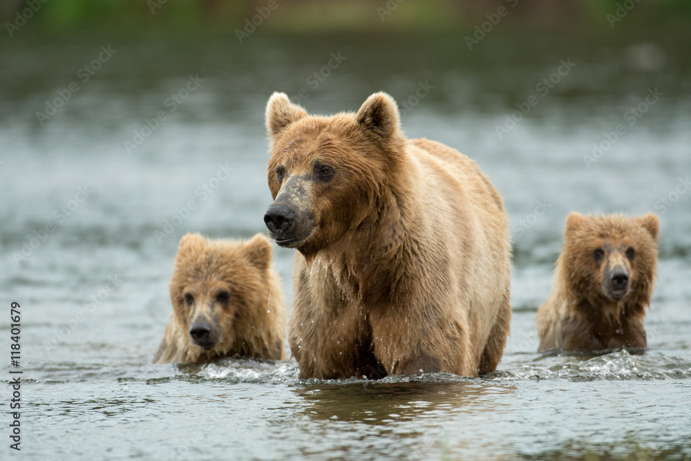 Alaskan brown bear sow and cubs Alaskan brown bear sow and cubs