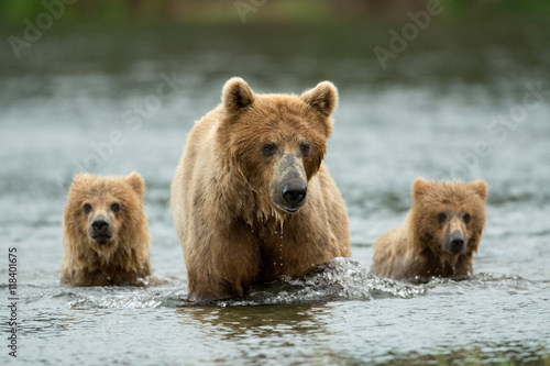 Alaskan brown bear sow and cubs © Tony Campbell