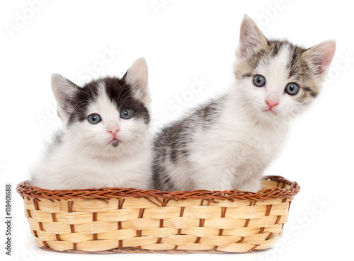 Fototapeta two kittens in a basket on a white background